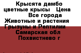 Крысята дамбо цветные крысы › Цена ­ 250 - Все города Животные и растения » Грызуны и Рептилии   . Самарская обл.,Похвистнево г.